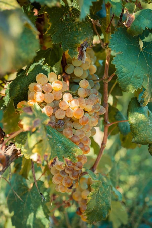 Chateau Artwine Art'ana Exterior foto
